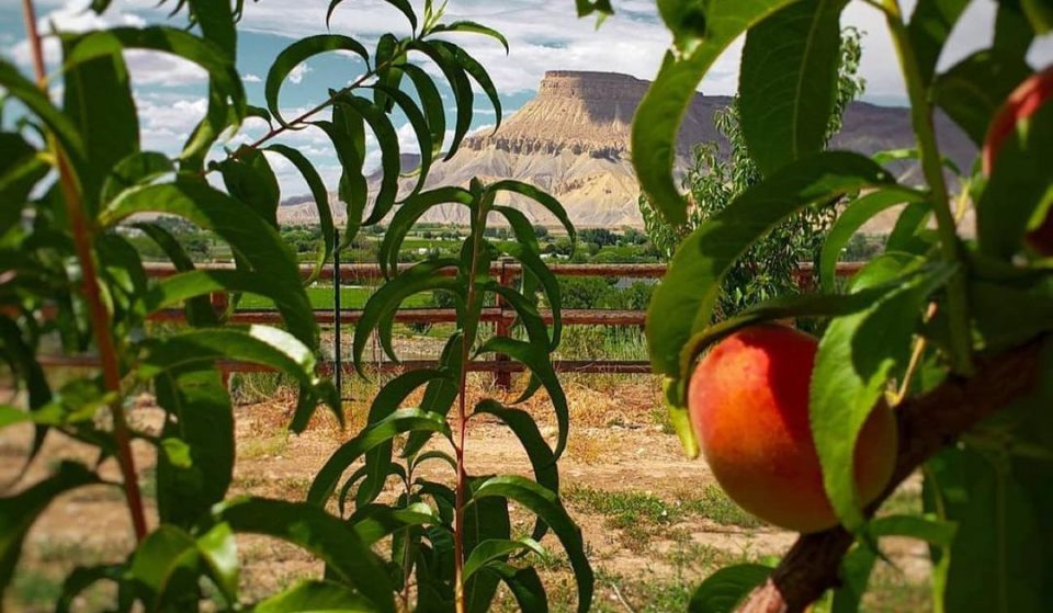 You Can Pick Your Own Peaches In The Charming Town Of Palisade This Summer