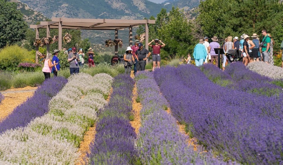 Indulge In Lavender-Scented Everything At Chatfield Farms’ Lavender Festival Returning This July