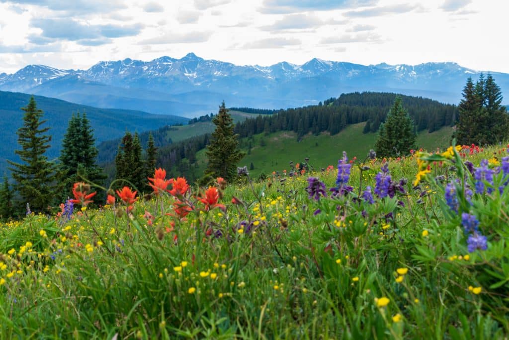 5 Unique Places To See Colorado’s Stunning Wildflowers In Nature