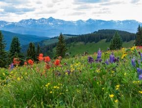 5 Unique Places To See Colorado’s Stunning Wildflowers This Summer