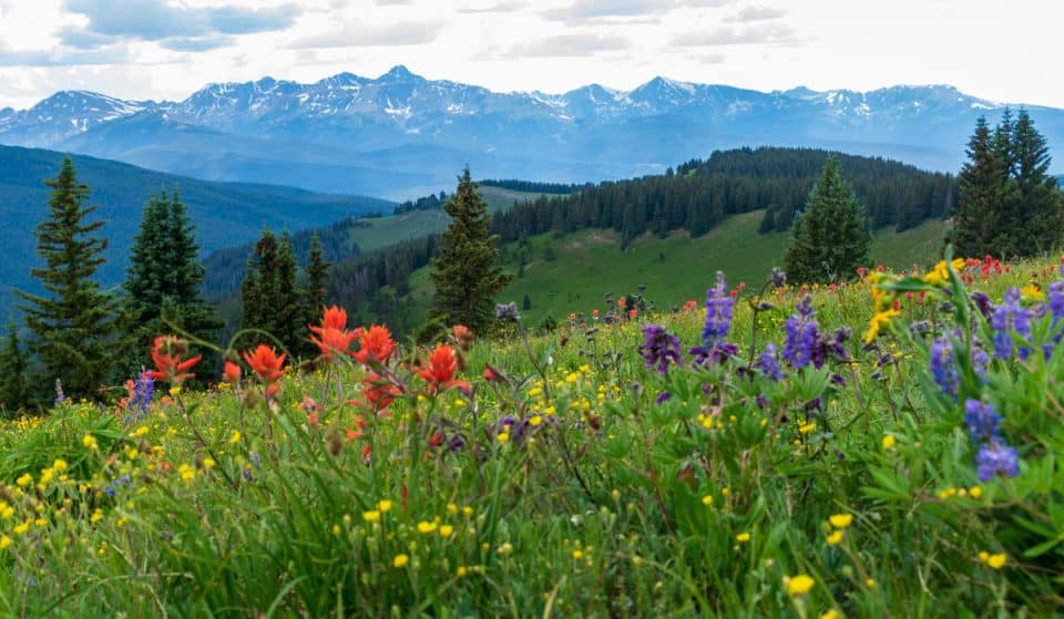 5 Unique Places To See Colorado’s Stunning Wildflowers In Nature