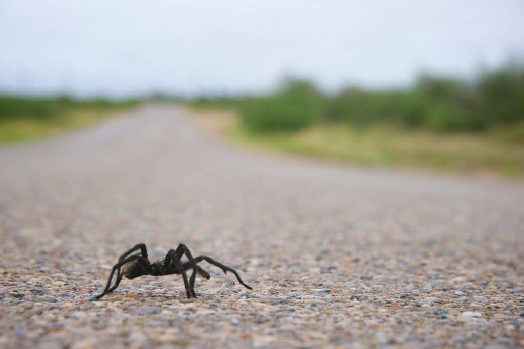 Thousands Of Tarantulas Will Walk Across SouthEastern Colorado In Their Annual ‘Migration’ This Fall