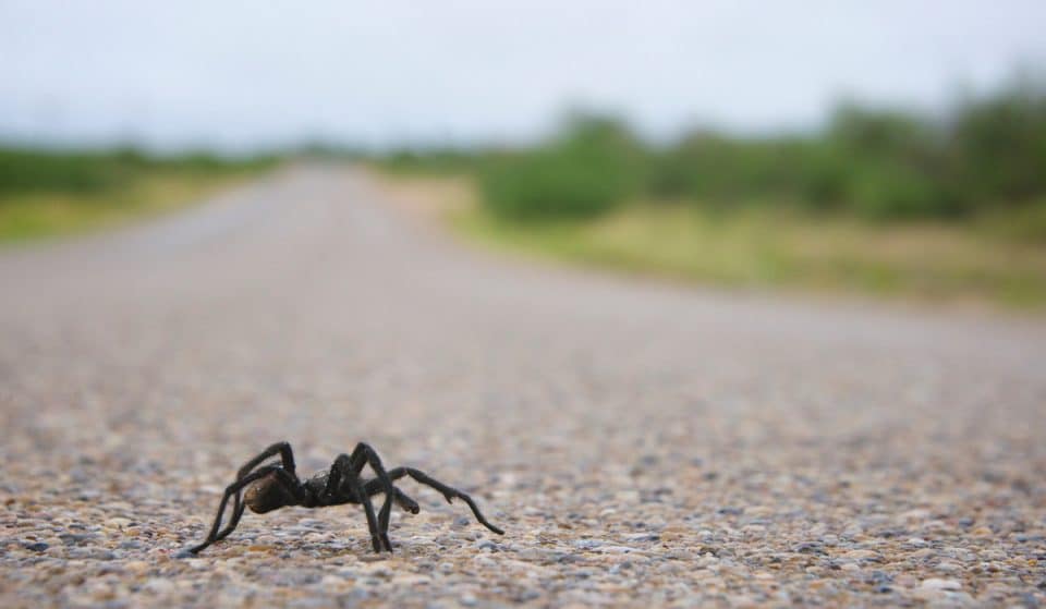 Thousands Of Tarantulas Will Walk Across SouthEastern Colorado In Their Annual ‘Migration’ This Fall
