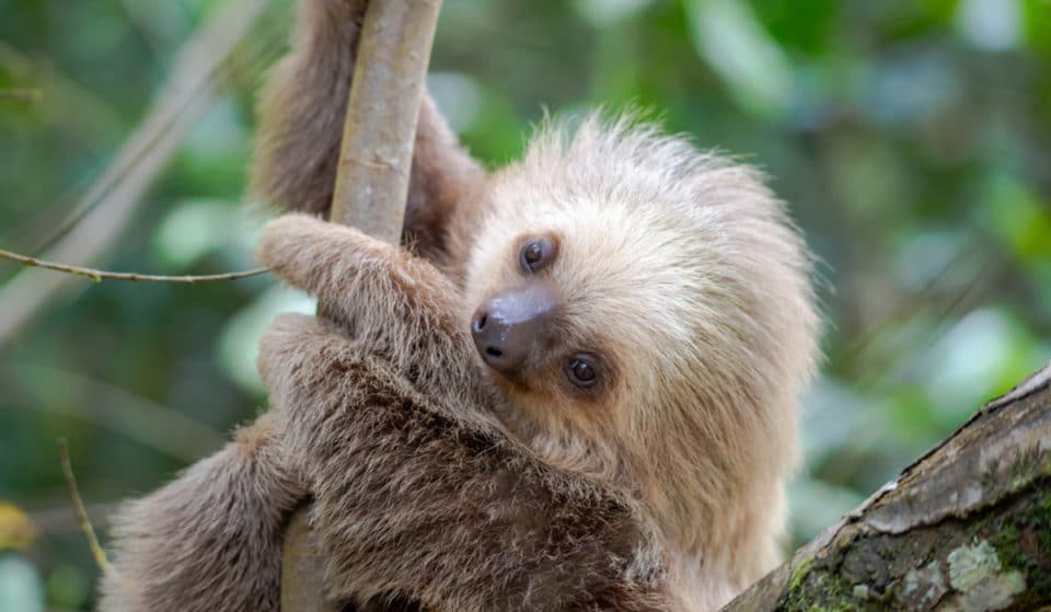 You Can Help Name The Denver’s Newest Addition, A Baby Two-Toed Sloth